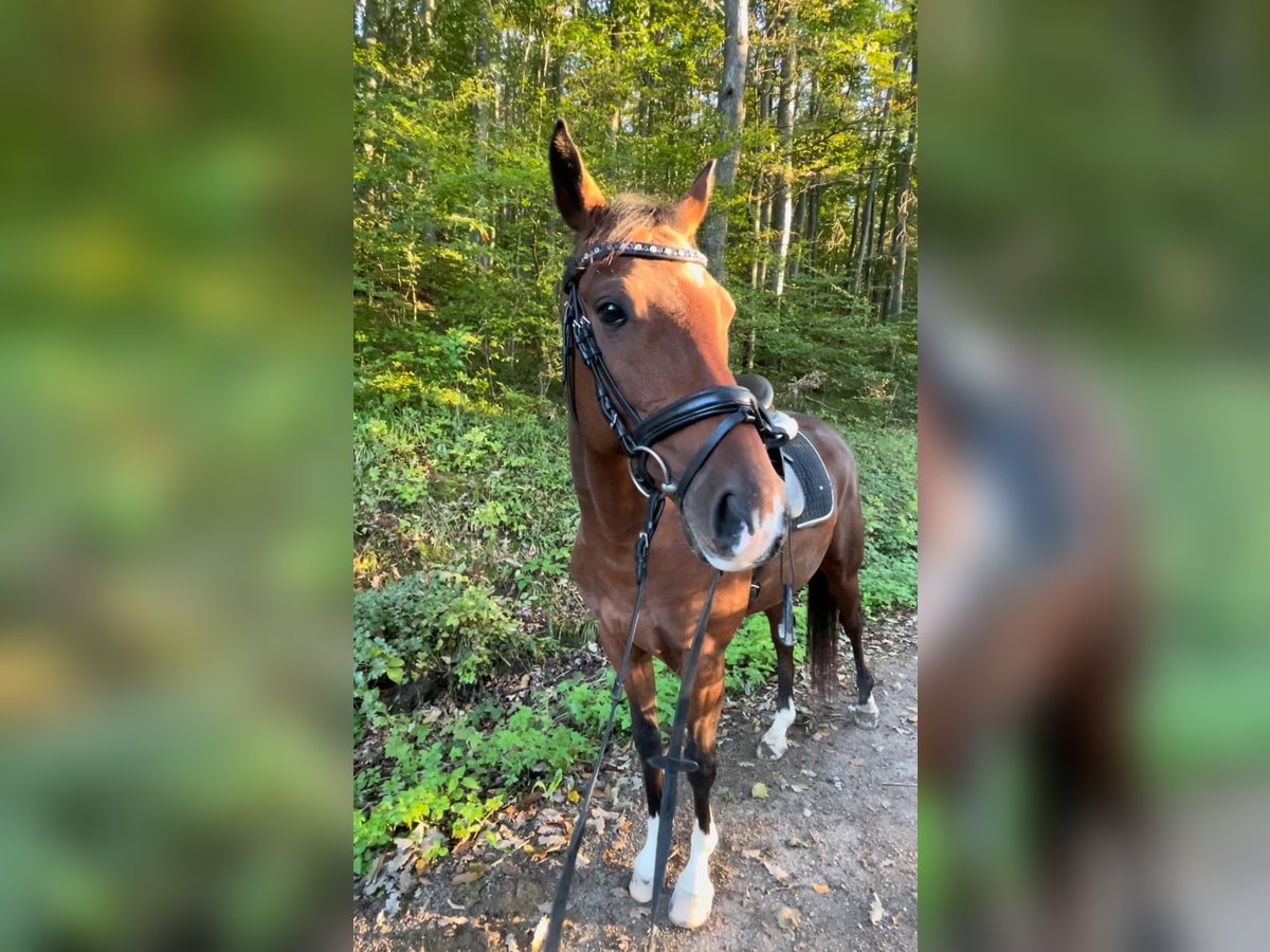 Ungarisches Sportpferd Wallach 8 Jahre 157 cm Brauner in Laab im Walde