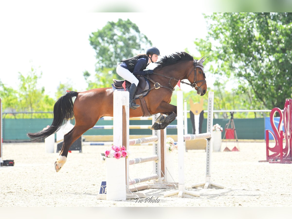 Ungarisches Sportpferd Wallach 8 Jahre 162 cm Rotbrauner in Pilis