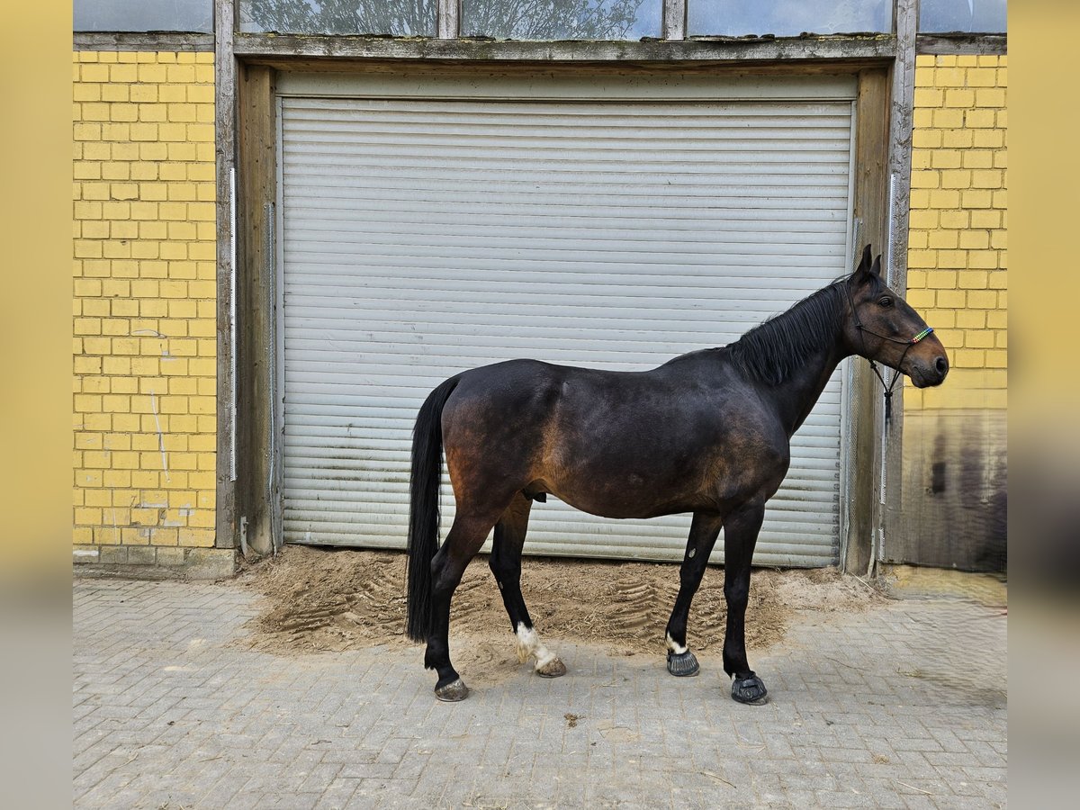 Ungarisches Sportpferd Wallach 8 Jahre 163 cm Dunkelbrauner in Wermelskirchen