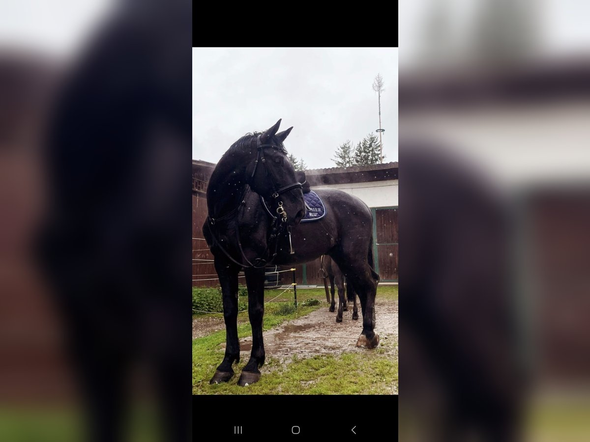 Ungarisches Sportpferd Wallach 8 Jahre 165 cm Rappe in Steindorf