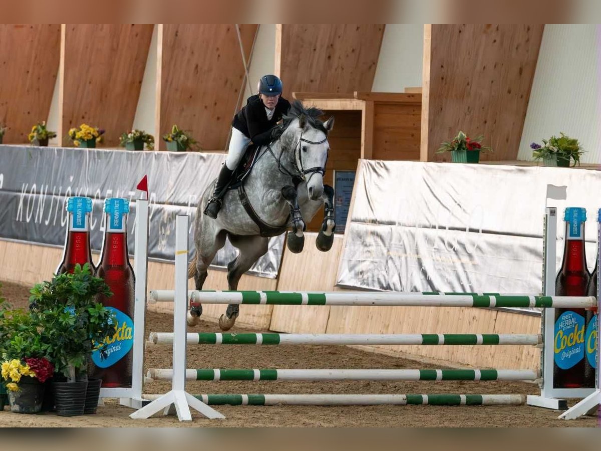 Ungarisches Sportpferd Wallach 8 Jahre 168 cm Schimmel in Radovljica