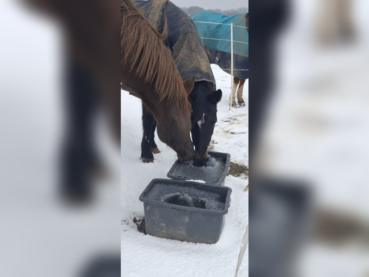 Ungarisches Sportpferd Mix Wallach 8 Jahre 170 cm Dunkelfuchs in Seelze Ungarisches Sportpferd Mix Wallach 8 Jahre 170 cm Dunkelfuchs in Seelze