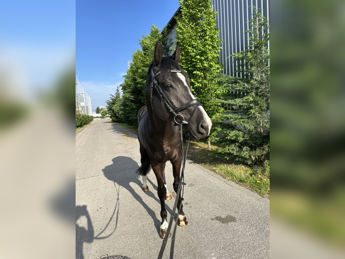 Ungarisches Sportpferd Wallach 8 Jahre 170 cm Rappe in Budapest