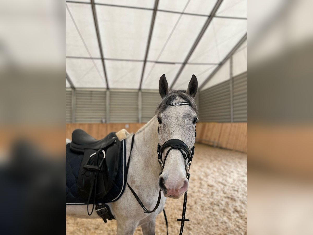 Ungarisches Sportpferd Wallach 9 Jahre 152 cm Apfelschimmel in Train