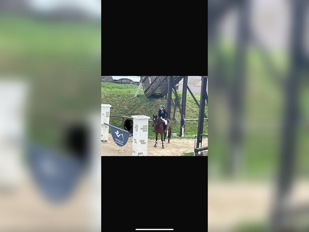 Ungarisches Sportpferd Mix Wallach 9 Jahre 154 cm Dunkelbrauner in Margarethen am Moos
