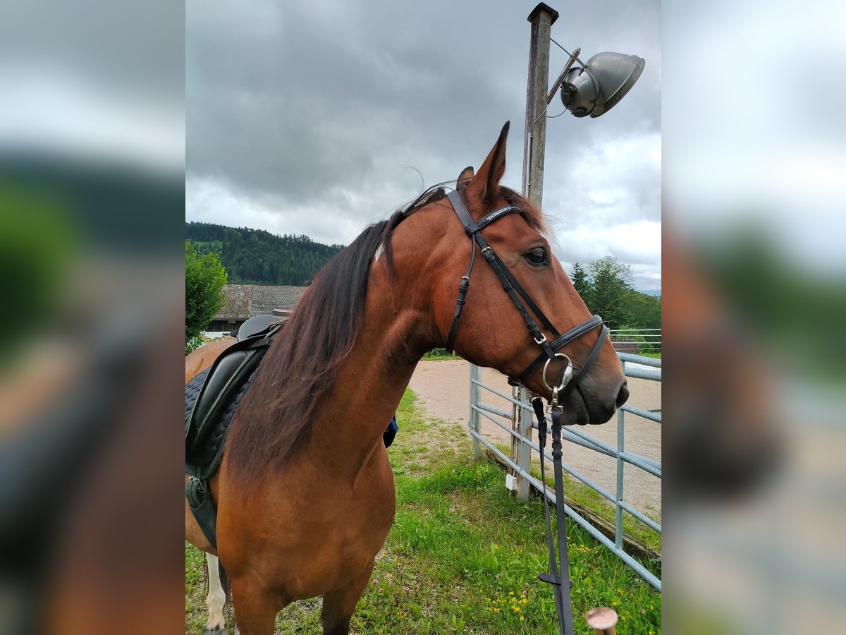 Ungarisches Sportpferd Wallach 9 Jahre 155 cm in Schadneramt