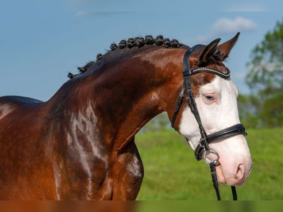 Ungarisches Sportpferd Mix Wallach 9 Jahre 155 cm Schecke in Lichtenau
