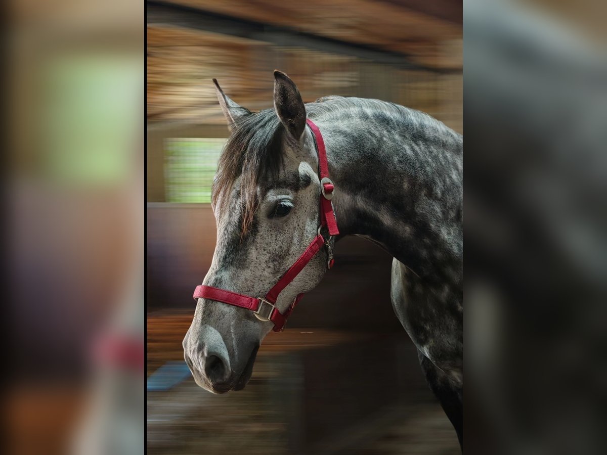 Ungarisches Sportpferd Mix Wallach 9 Jahre 165 cm Rappschimmel in Lutzmannsburg