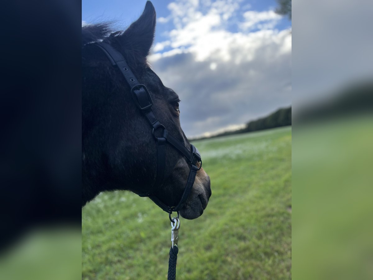 Ungersk sporthäst Blandning Sto 18 år 163 cm Brun in Hude (Oldenburg)