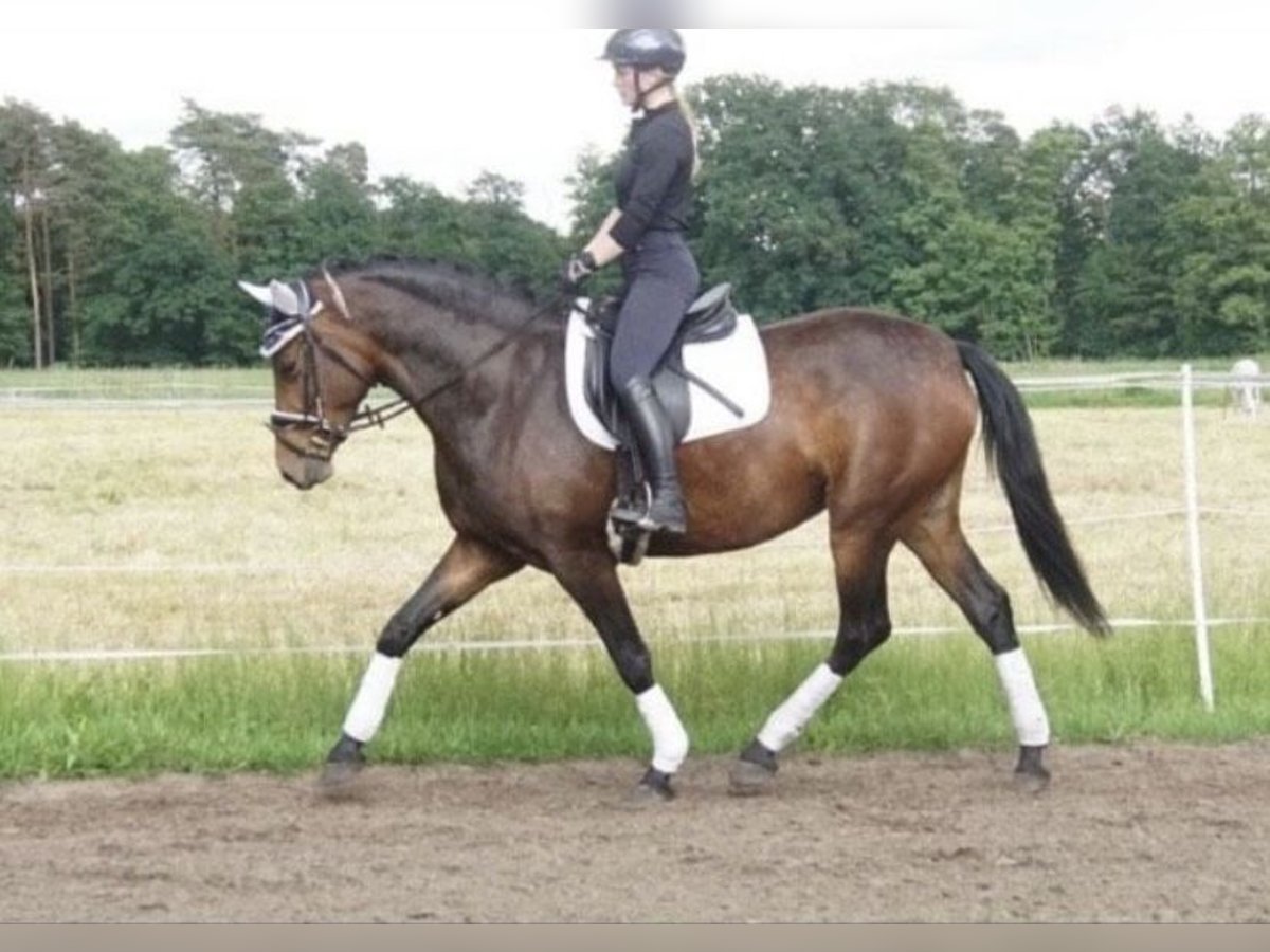 Ungersk sporthäst Blandning Sto 5 år 165 cm Brun in Herzebrock-Clarholz