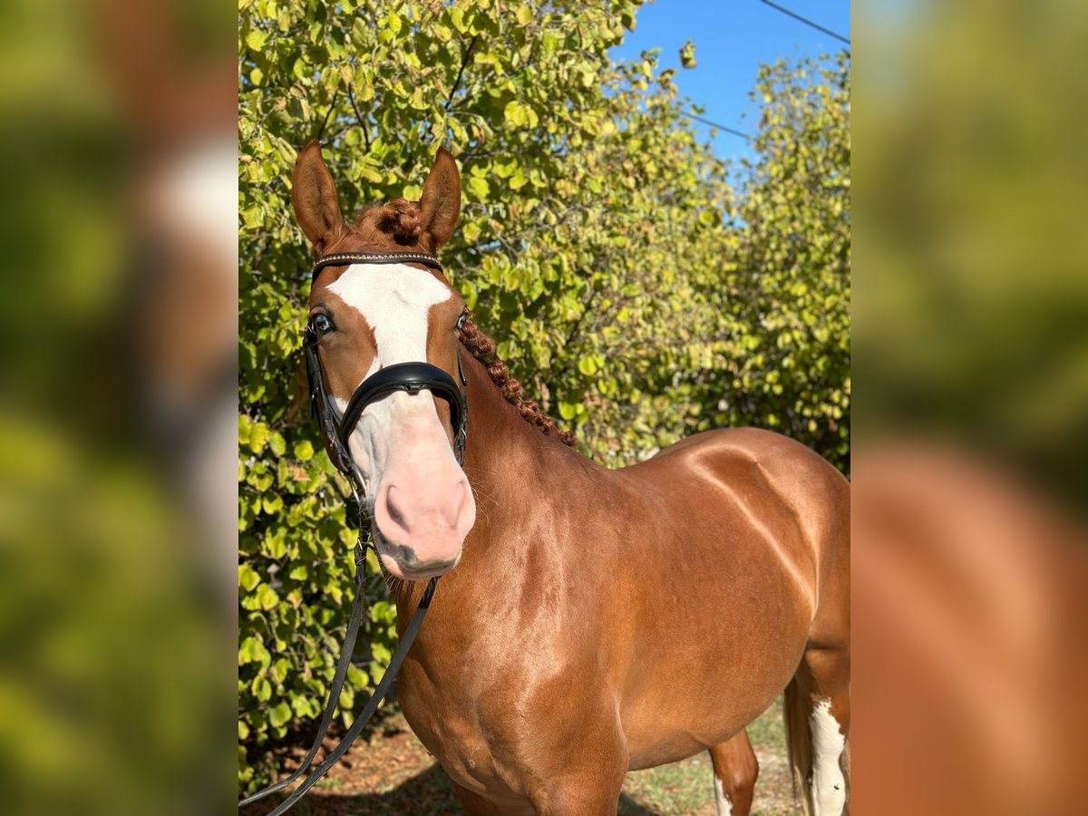 Ungersk sporthäst Blandning Sto 8 år 160 cm in Matzersdorf