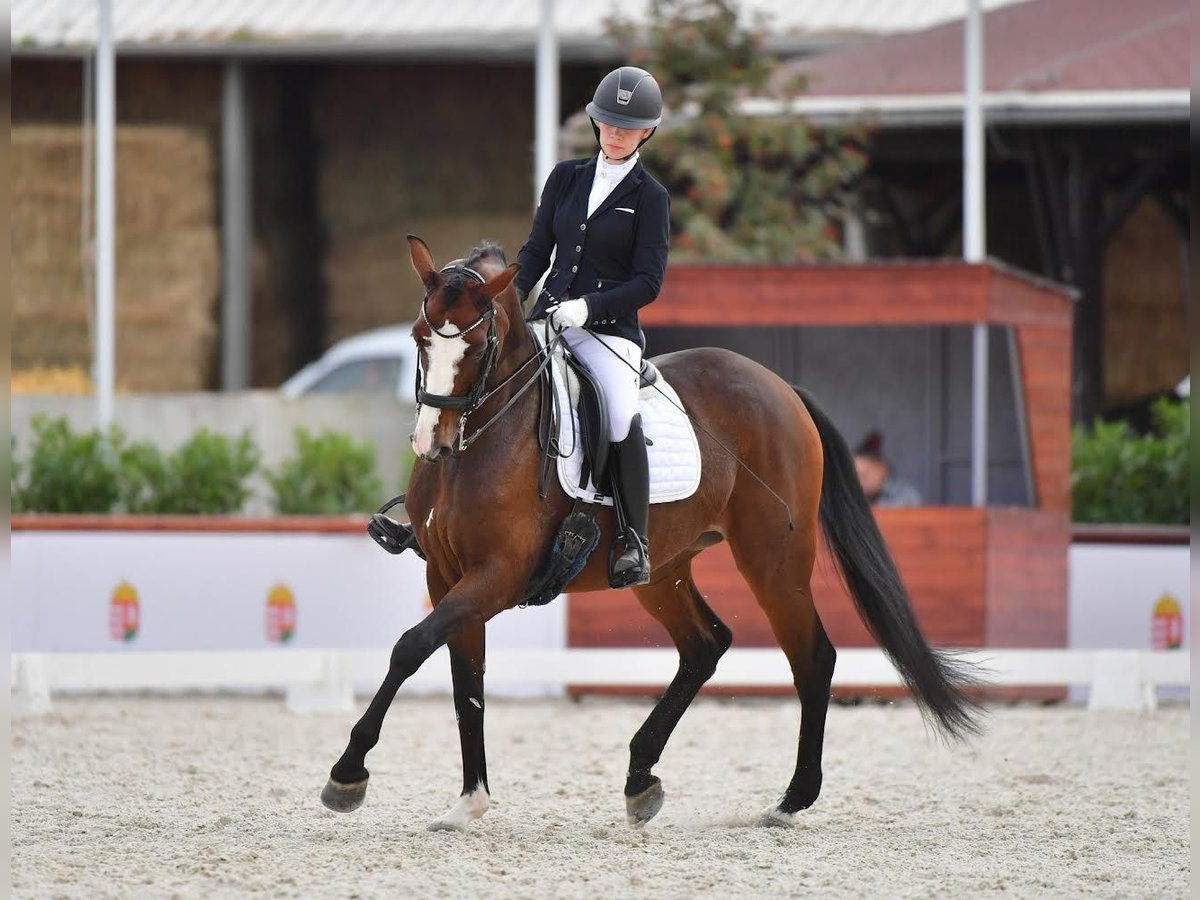 Ungersk sporthäst Sto 9 år 166 cm Brun in Eger