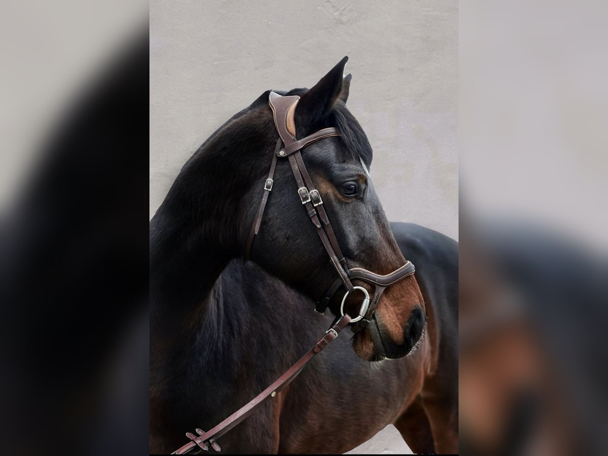 Ungersk sporthäst Sto 9 år 180 cm Brun in Őrbottyán