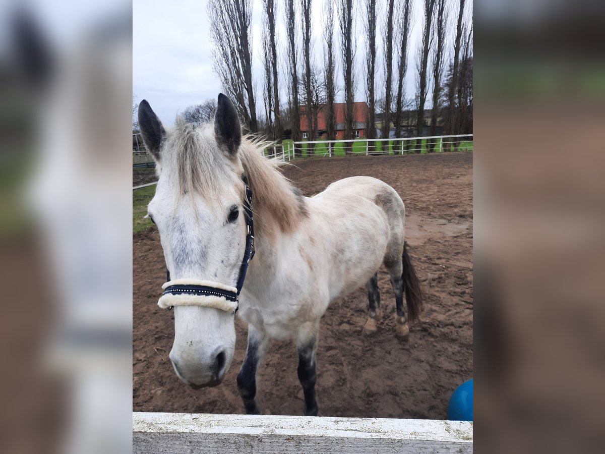 Ungersk sporthäst Valack 10 år 150 cm Grå in Wensin