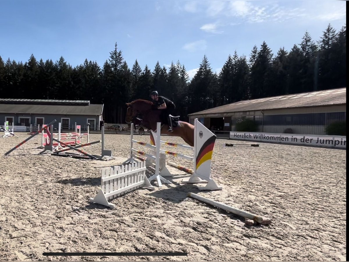 Ungersk sporthäst Valack 13 år 171 cm fux in Perleberg