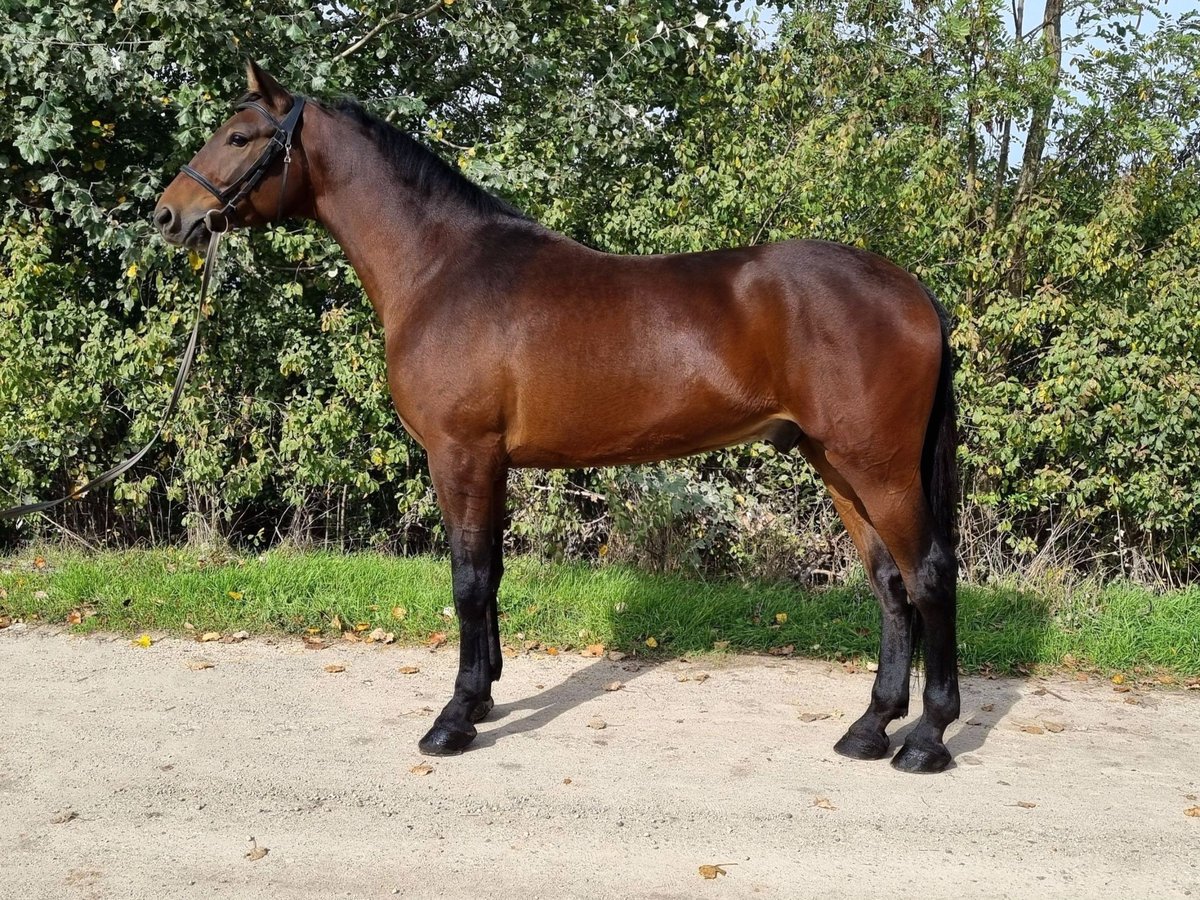 Ungersk sporthäst Blandning Valack 5 år 162 cm Brun in Békés