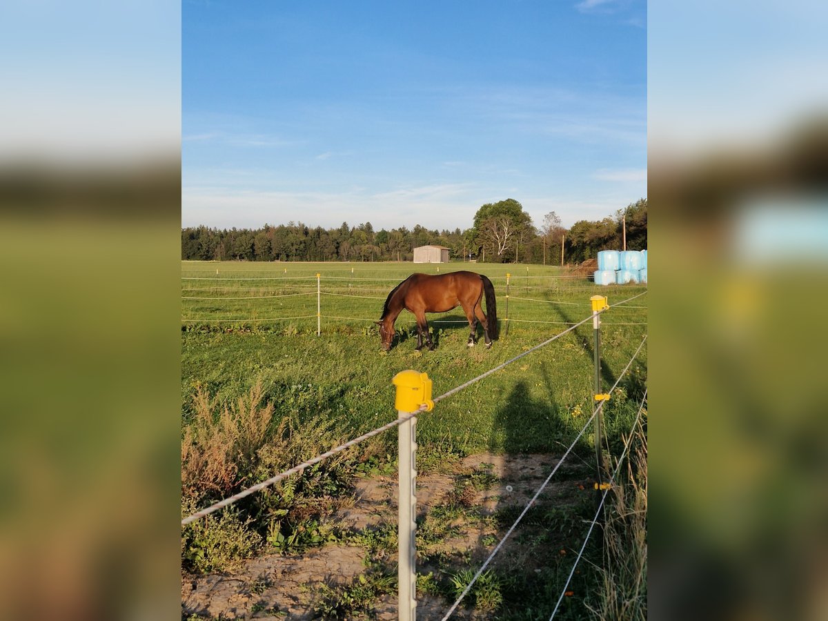 Ungersk sporthäst Valack 7 år 165 cm Brun in Hohenbrunn