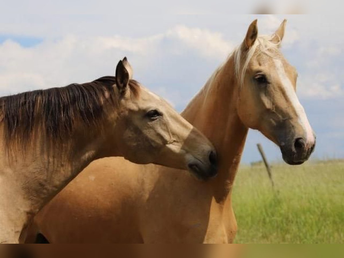 Ungersk sporthäst Valack 7 år 170 cm Palomino in Hönow