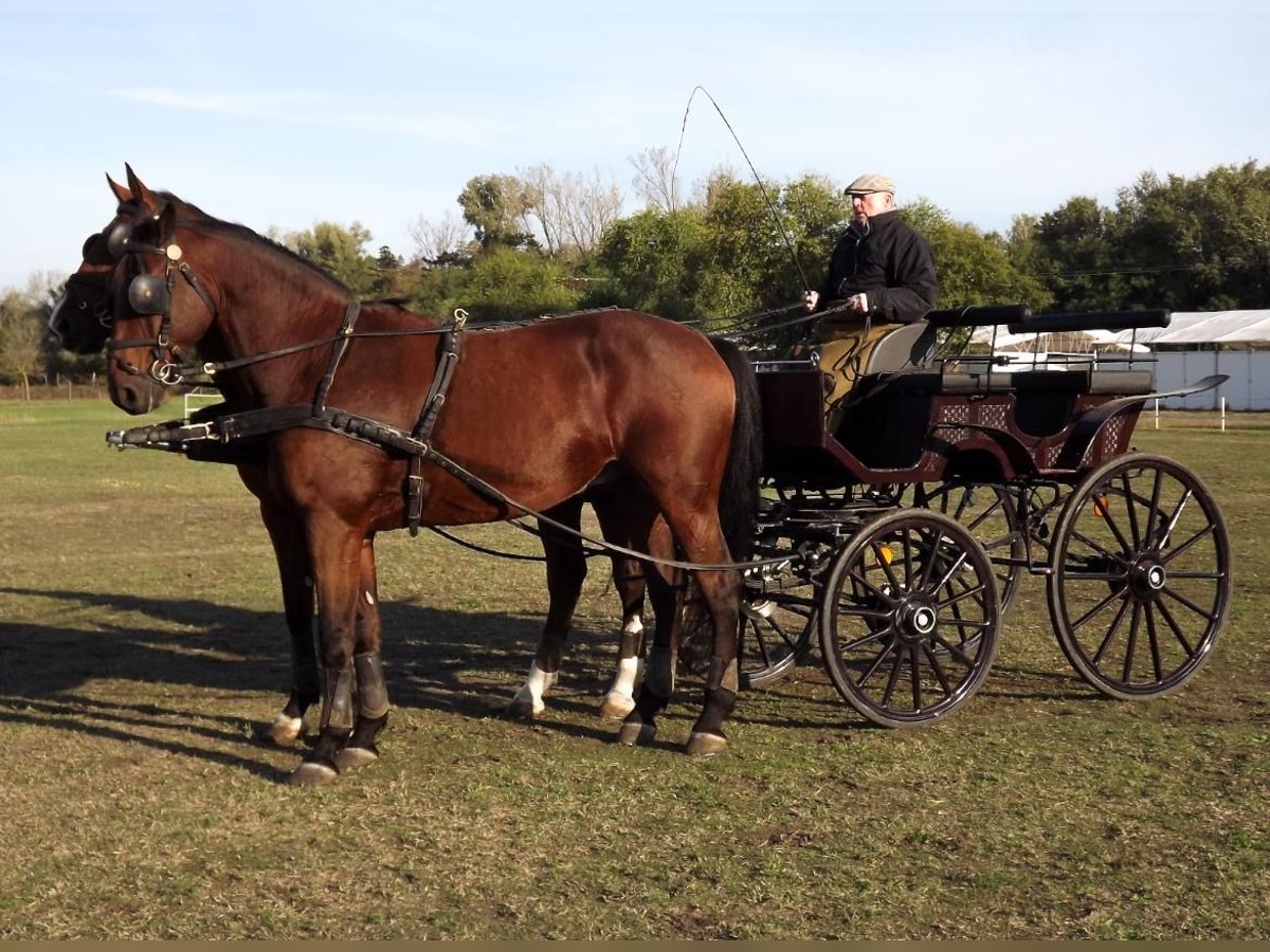 Ungersk sporthäst Valack 7 år 171 cm Brun in Kecskemét