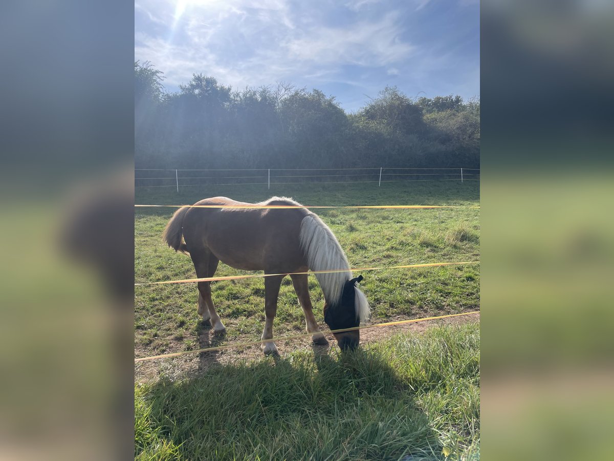 Ungersk sporthäst Valack 8 år 148 cm Brun in Duderstadt