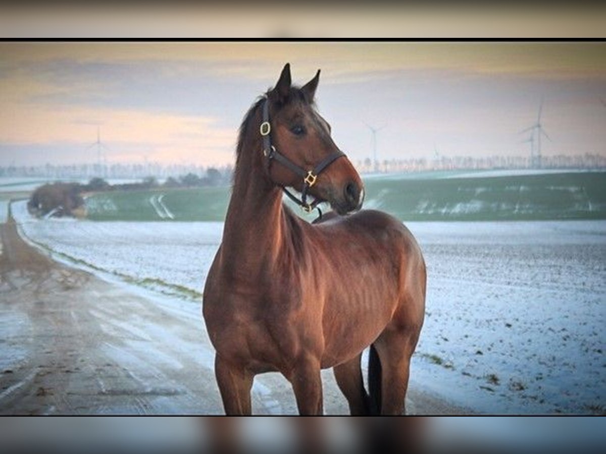 Ungersk sporthäst Valack 8 år 164 cm Brun in Bernhardsthal