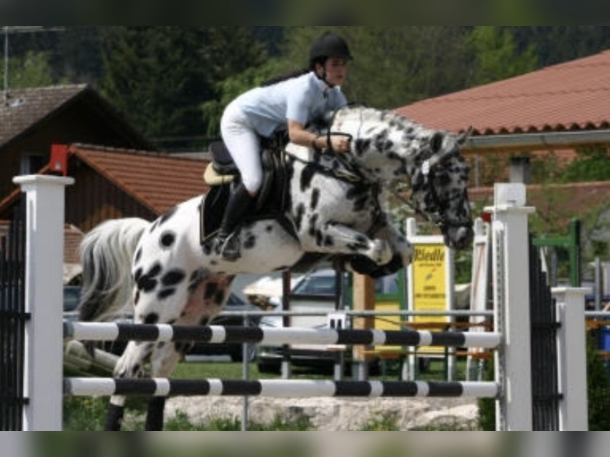 Upal von Norholm Knabstrup Stallion in Berg