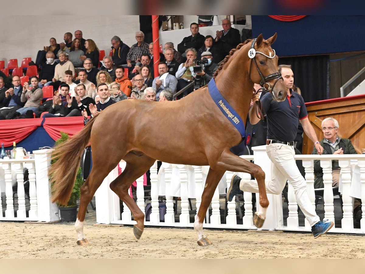 VALUE Oldenburg Stallion Chestnut-Red in Vodskov