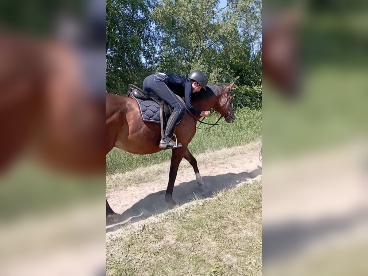Verzorgpony/paard gezocht 