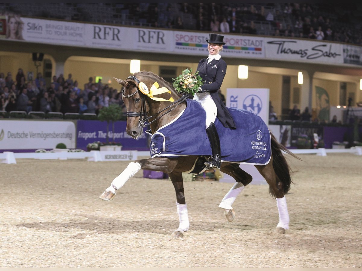 VITALIS KWPN Hengst Donkere-vos in Steinfeld (Oldenburg)