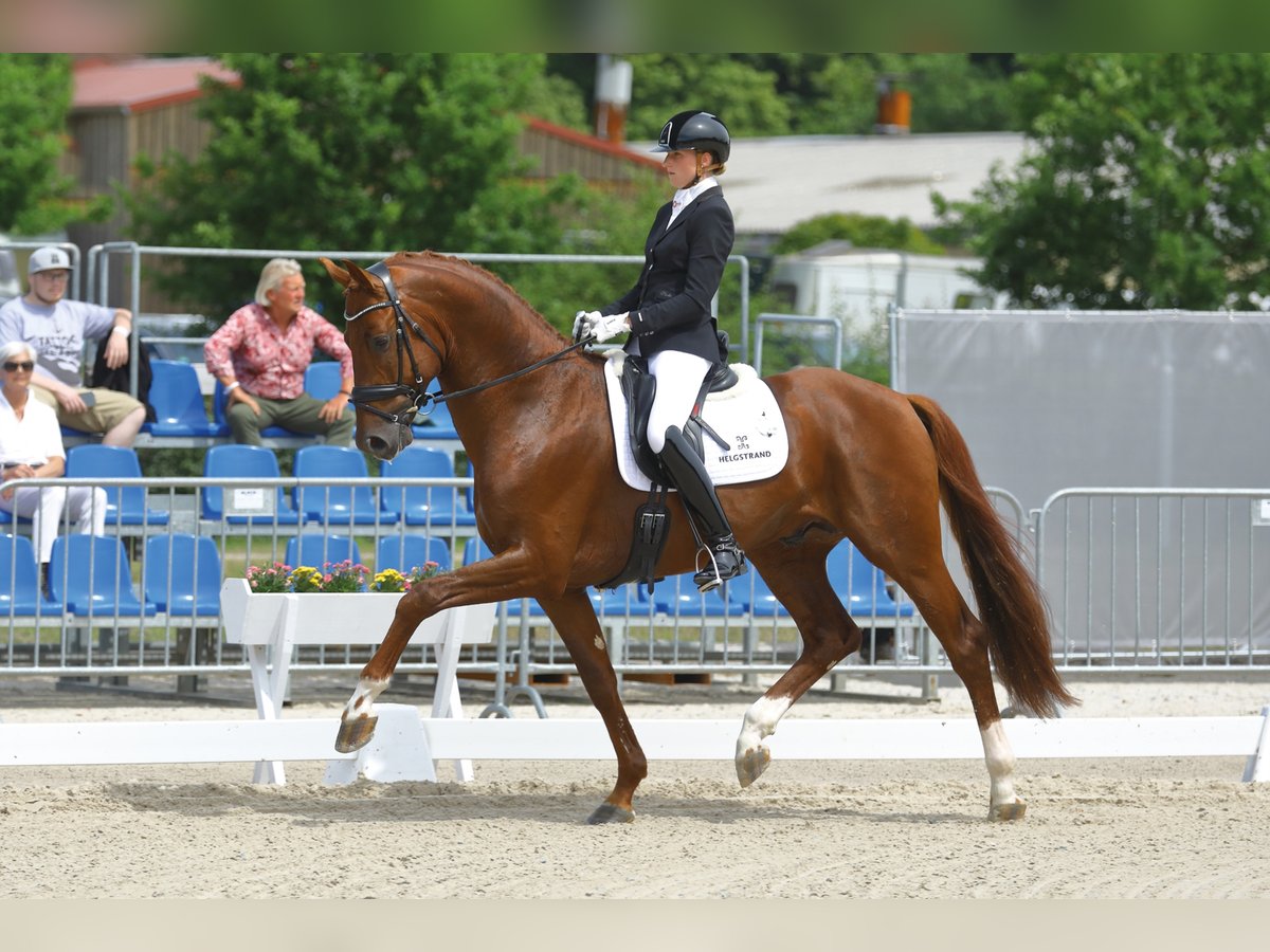 VITALOS Hanoverian Stallion Chestnut-Red in Vodskov