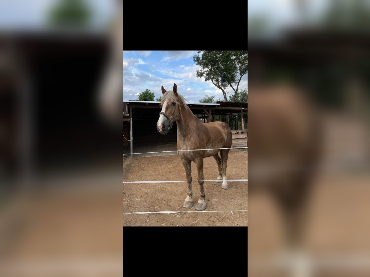 Vlaams paard Caballo castrado 15 años 185 cm Bayo in Bernburg