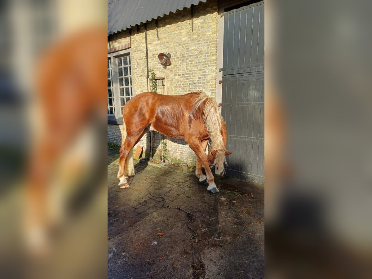 Vlaams paard Castrone 2 Anni 178 cm Baio ciliegia in Klooster Lidlum