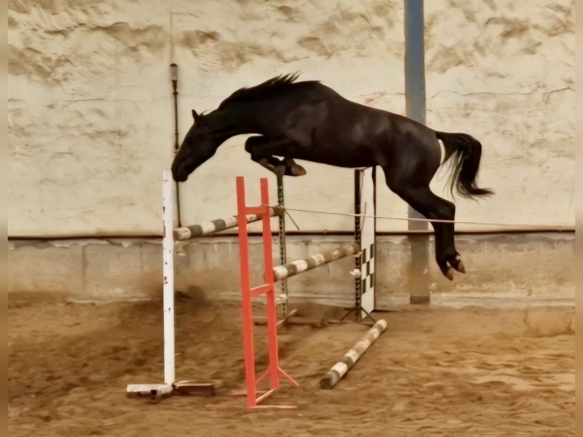 Vlaams paard Hengst 3 Jahre Rappe in Jerez de la Frontera