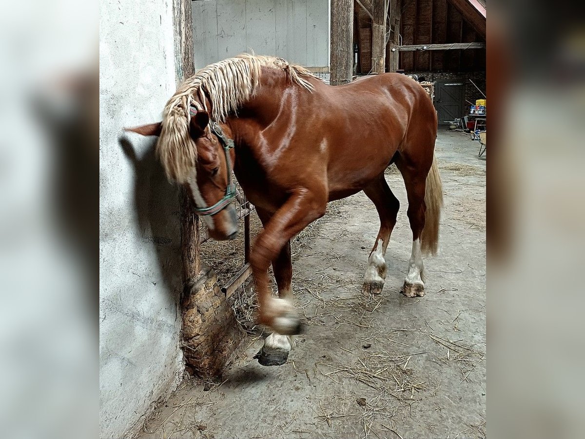 Vlaams paard Ruin 2 Jaar 175 cm Roodbruin in Klooster Lidlum