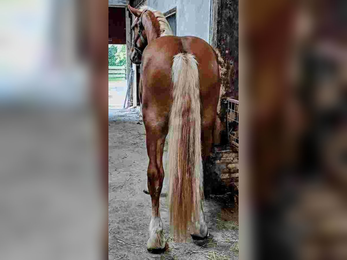 Vlaams paard Ruin 2 Jaar 177 cm Roodbruin in Klooster Lidlum