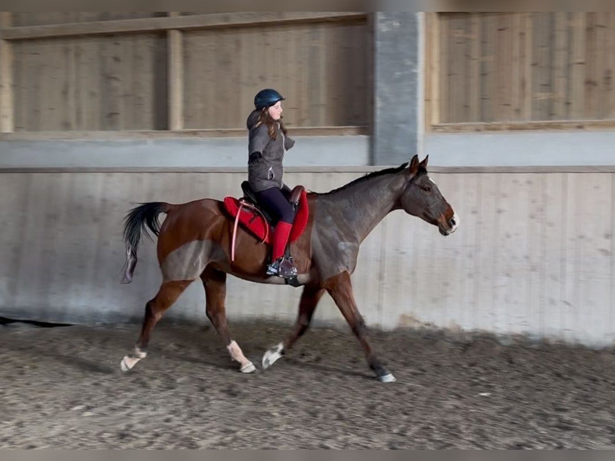 Volbloed Arabier Hengst 10 Jaar 163 cm Bruin in Penthaz