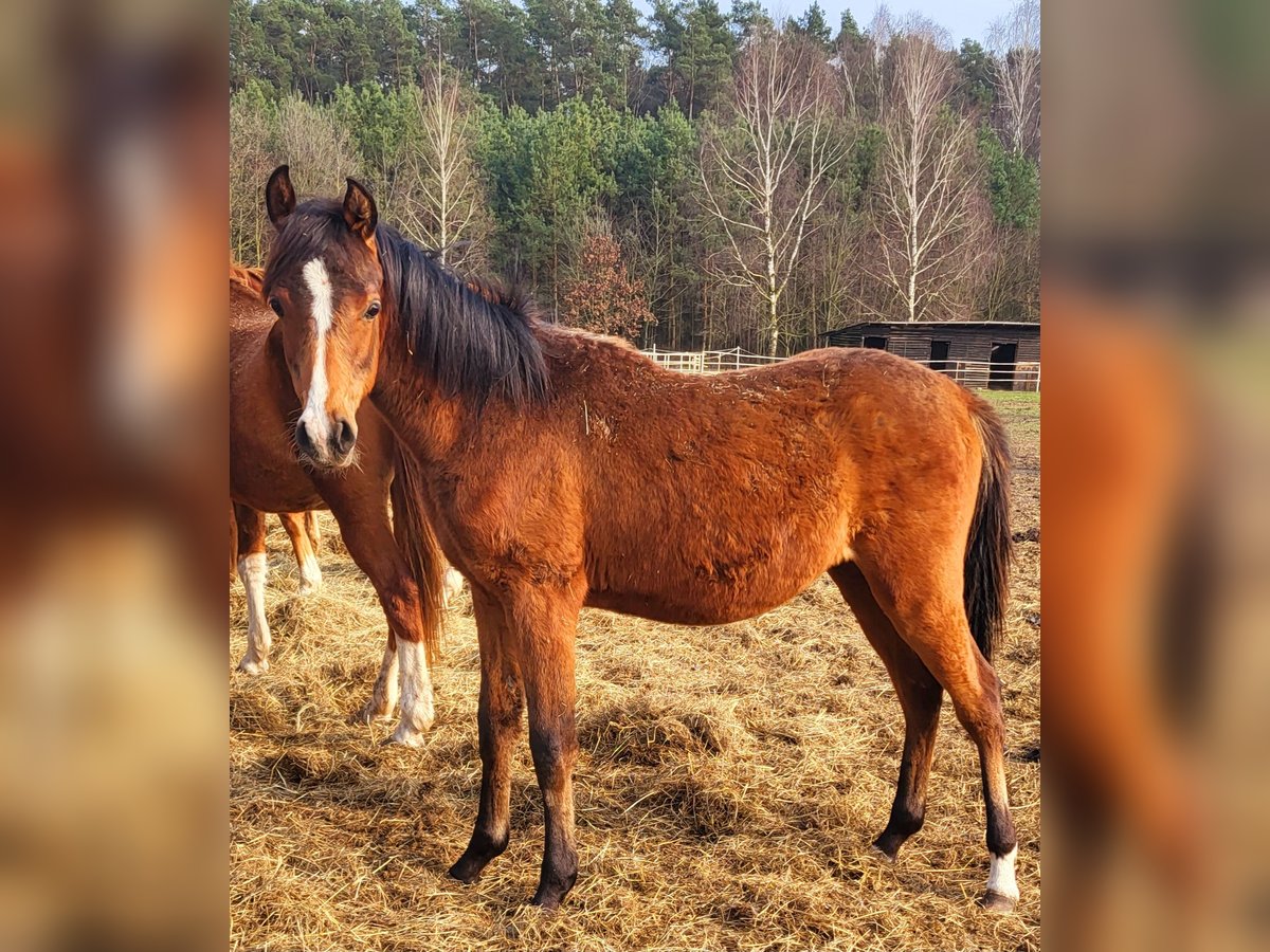 Volbloed Arabier Hengst 1 Jaar 130 cm Bruin in Lubiszyn