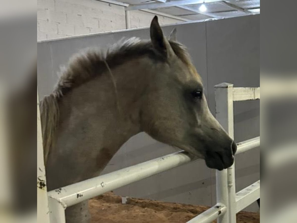 Volbloed Arabier Mix Hengst 1 Jaar 150 cm kan schimmel zijn in Riyadh