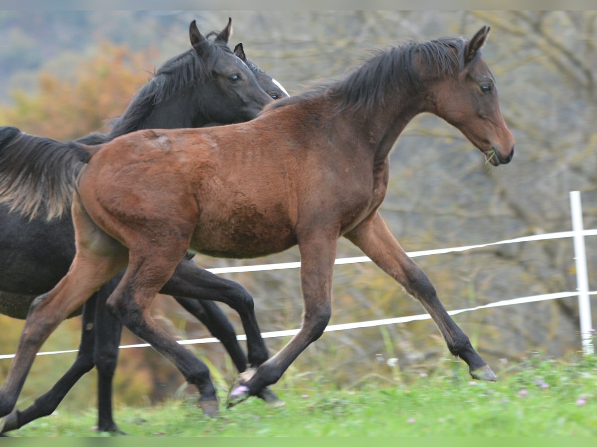 Volbloed Arabier Hengst 1 Jaar 153 cm Bruin in Koprivnica