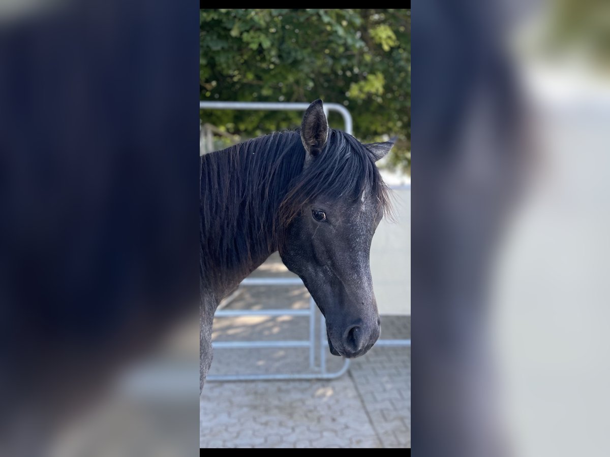 Volbloed Arabier Hengst 1 Jaar 154 cm Schimmel in Dunningen