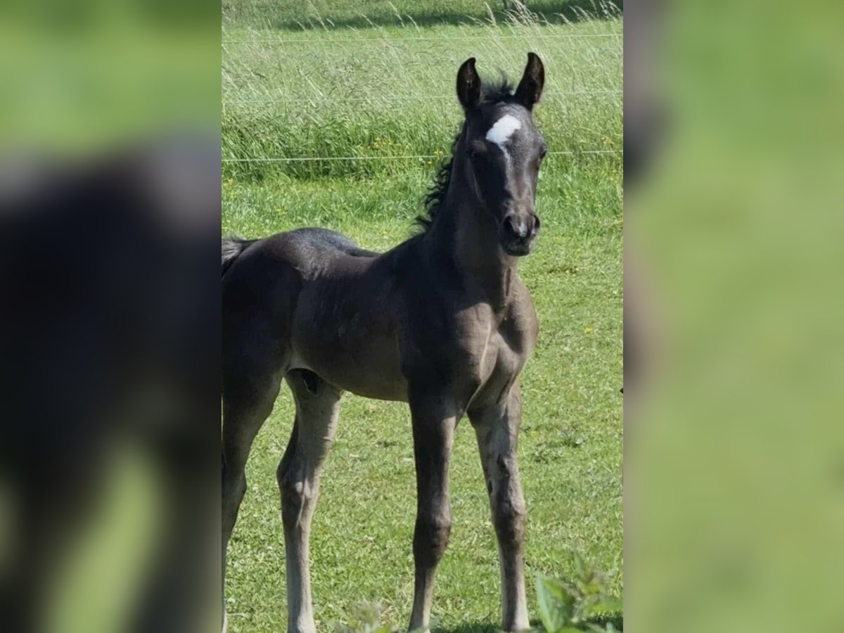 Volbloed Arabier Hengst 1 Jaar 154 cm Zwart in Haunetal