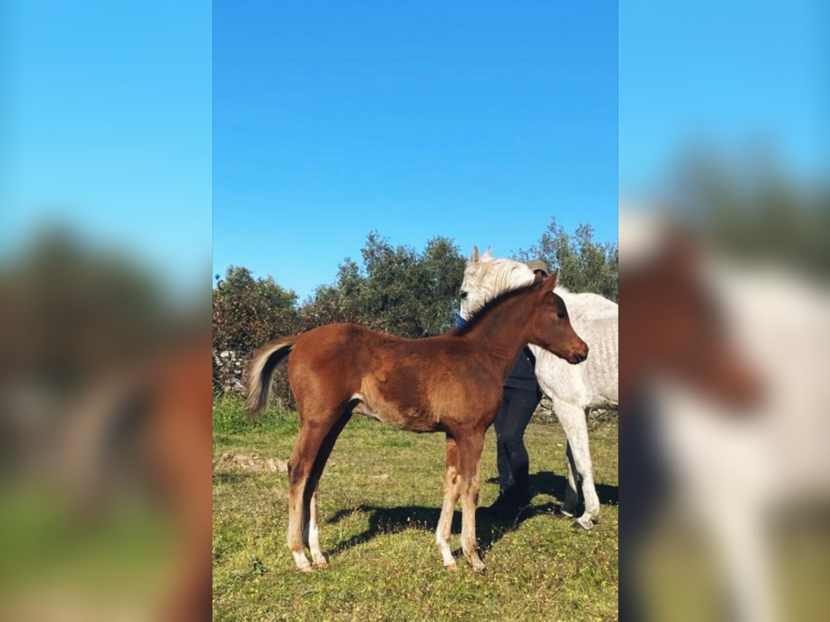 Volbloed Arabier Hengst 1 Jaar 158 cm Donkere-vos in Albala