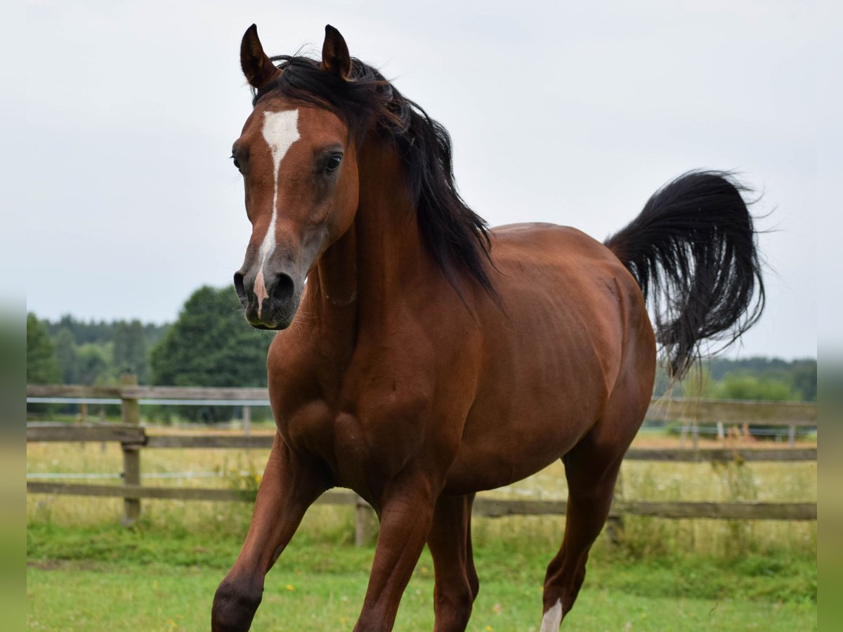 Volbloed Arabier Hengst 2 Jaar 152 cm Bruin in Halin&#xF3;w