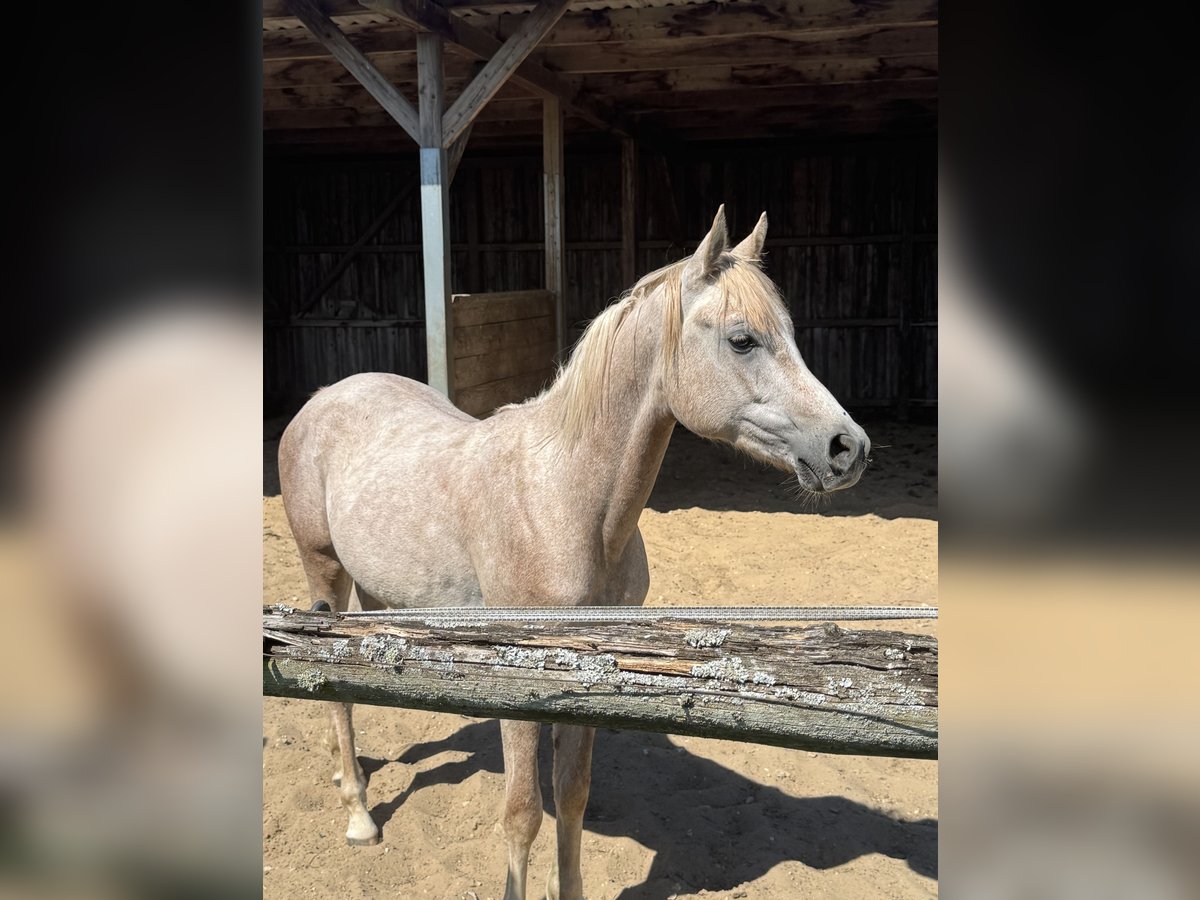 Volbloed Arabier Hengst 2 Jaar 152 cm in BleckedeBleckede