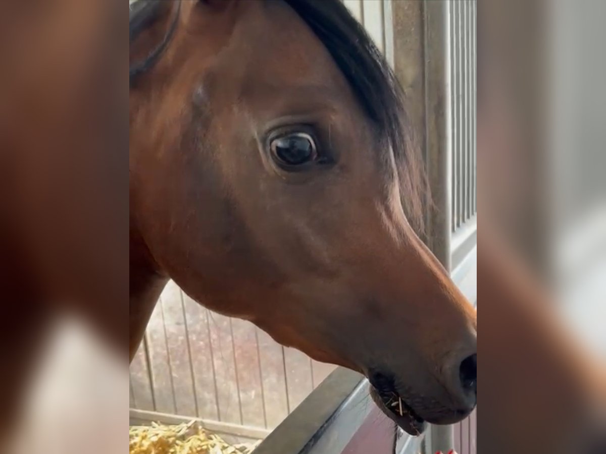 Volbloed Arabier Hengst 2 Jaar 154 cm Donkerbruin in Düren