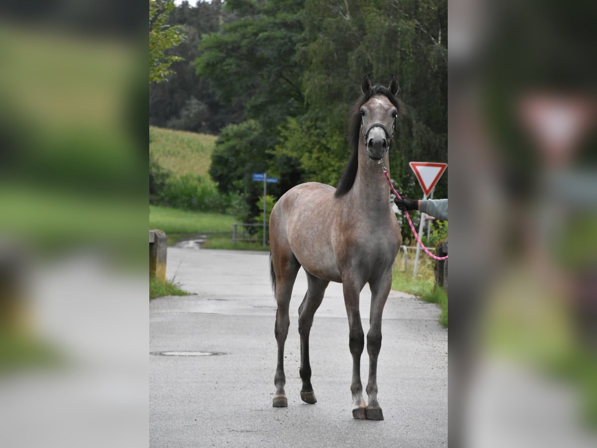 Volbloed Arabier Hengst 2 Jaar in Fisching