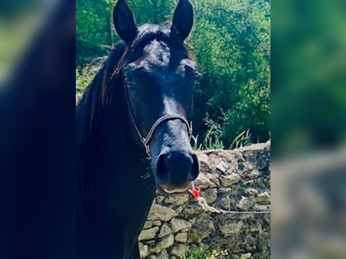 Volbloed Arabier Hengst 2 Jaar Zwart in Saint Mont