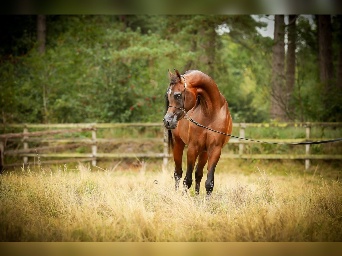 Volbloed Arabier Hengst 3 Jaar 151 cm Donkerbruin in BELOEIL