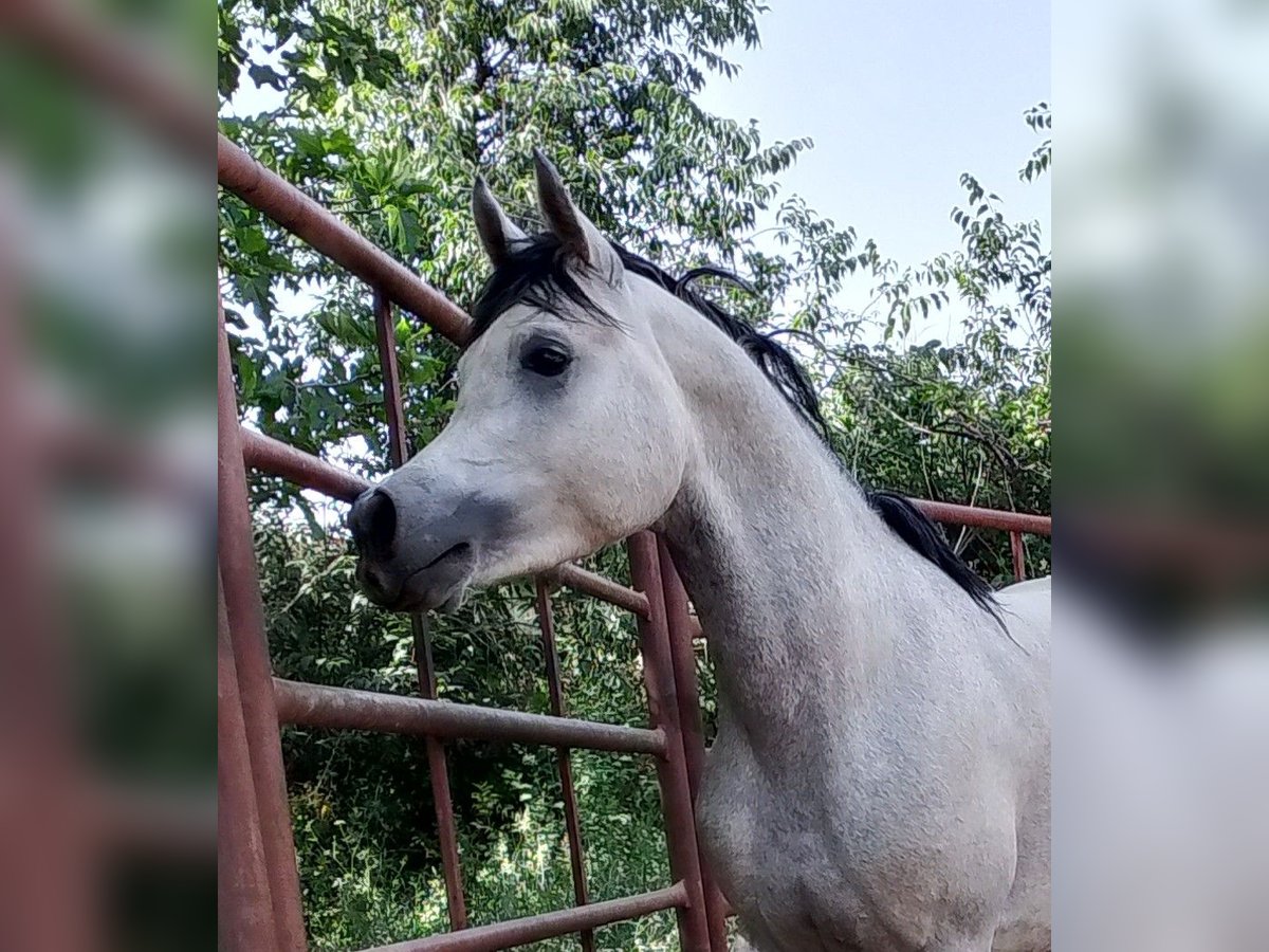 Volbloed Arabier Hengst 4 Jaar Schimmel in Otura