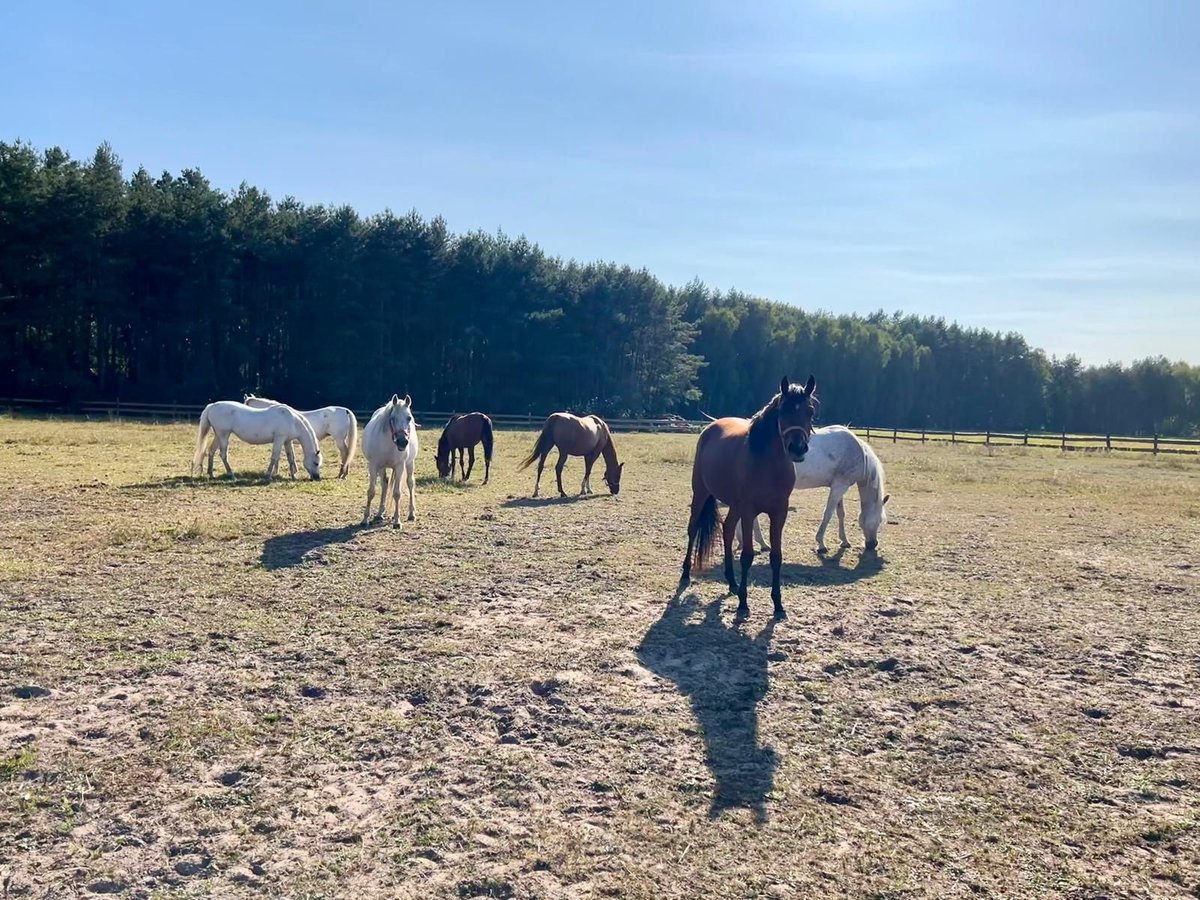 Volbloed Arabier Hengst 5 Jaar in Bukowiec